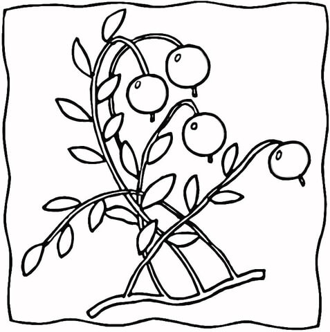 Ripe Cranberries  Coloring Page